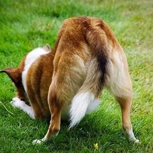 Meet your Posher, Phyllis trent